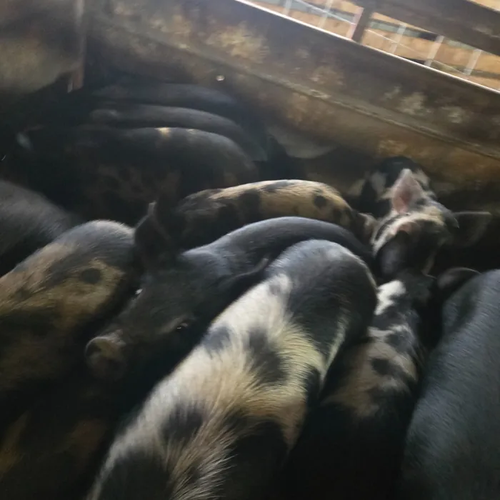 September 19 Taylor County Swap photo 9